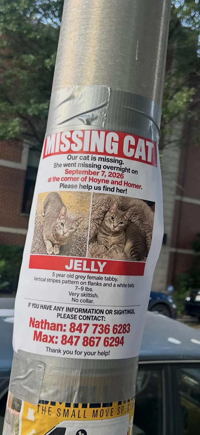 Lost Cat in Chicago