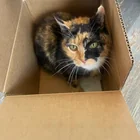 Lost Cat in Asheville