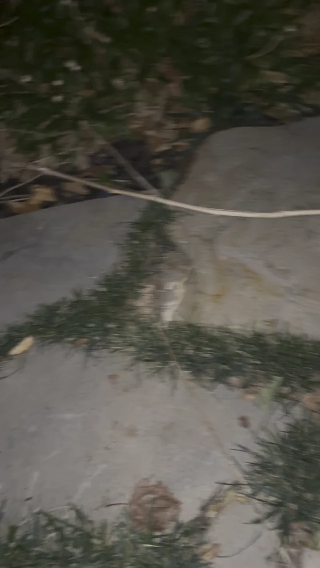 Found Cat in Salt Lake City