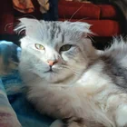 Lost Cat in Racine