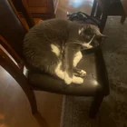Lost Cat in Brighton