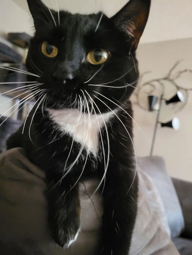 Lost Cat in Edmonton