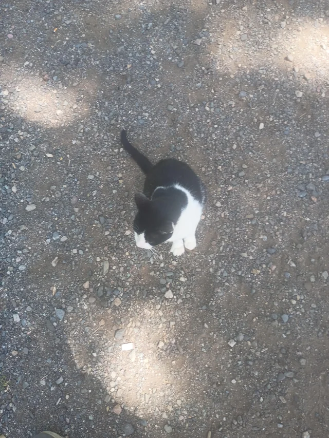 Found Cat in Prescott