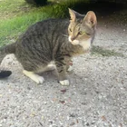 Found Cat in Baton Rouge