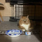 Found Cat in Astoria
