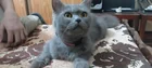 Found Cat in Gujranwala