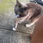 Found cat