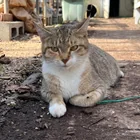 Lost cat