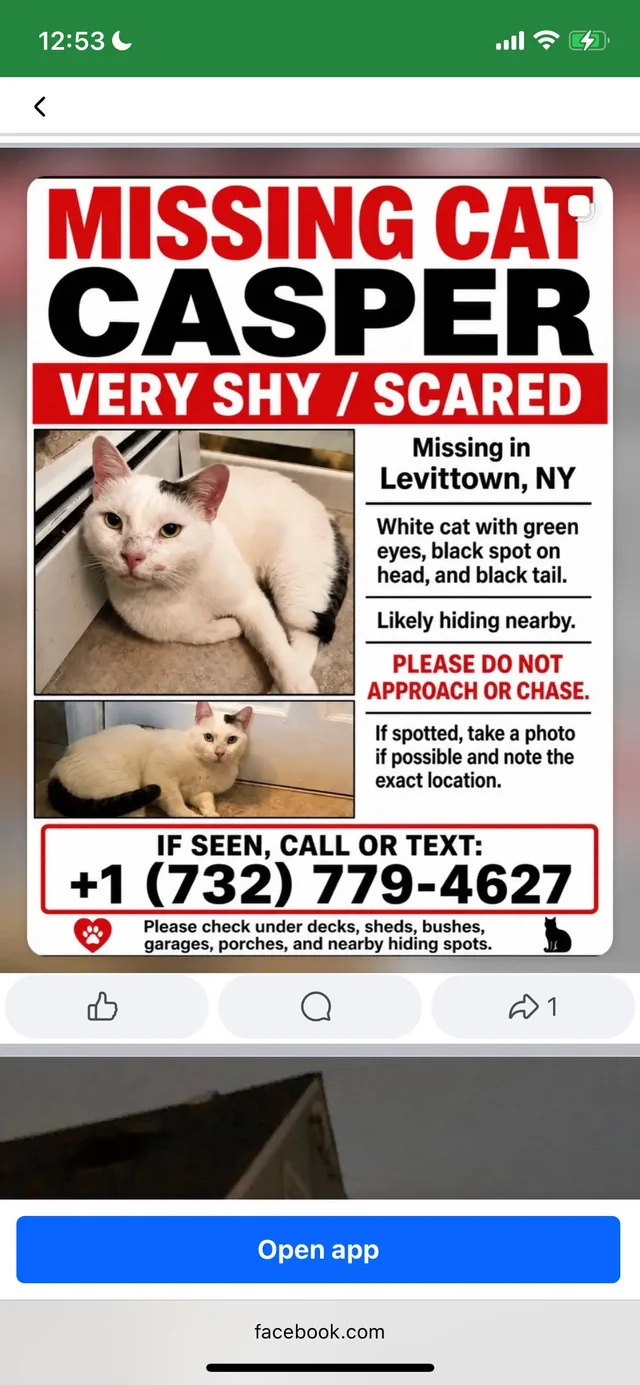 Lost Cat in Levittown