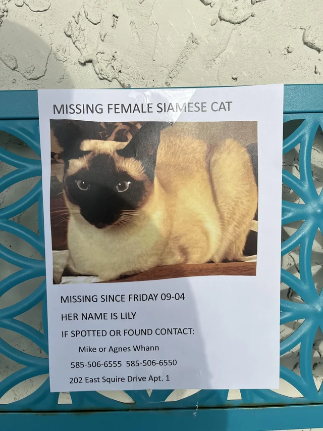 Lost Cat in Henrietta