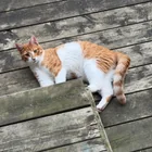 Found cat