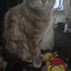Lost Cat in San Diego