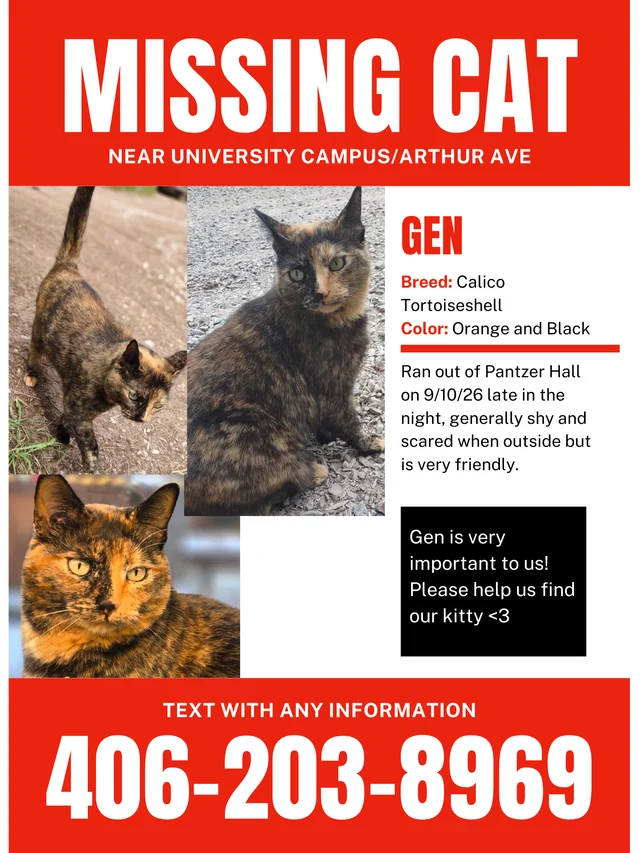 Lost cat