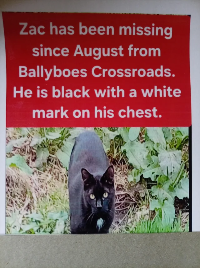 Lost Cat in Donegal