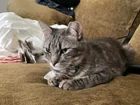 Lost Cat in Paradise