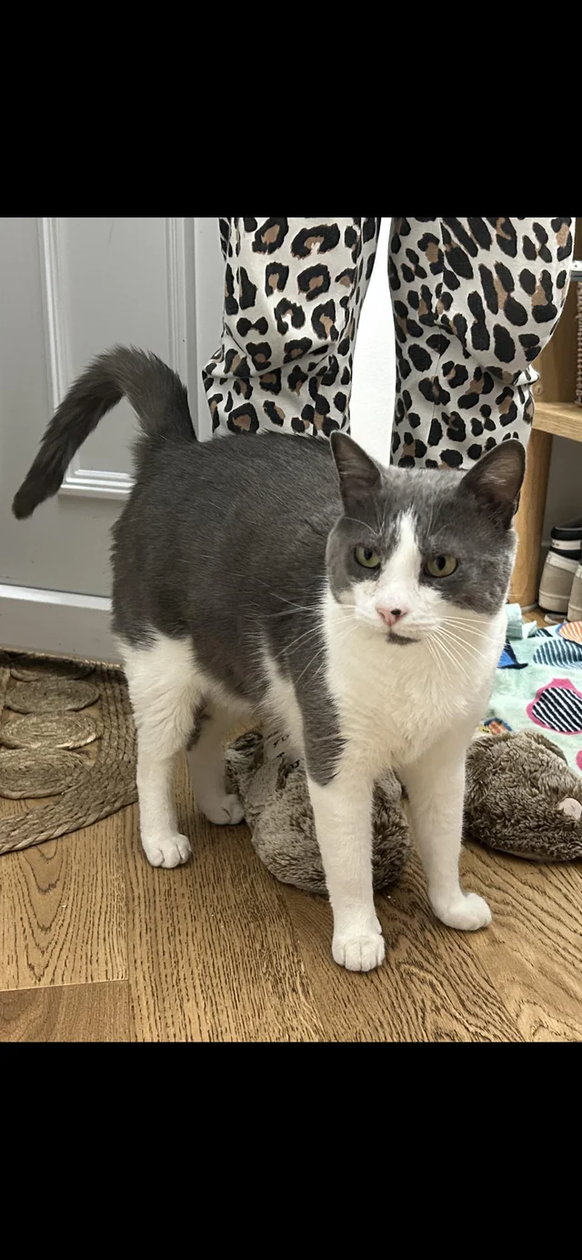 Found cat