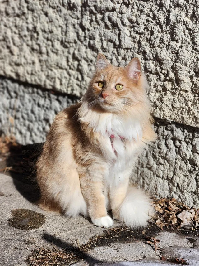 Lost Cat in Winnipeg