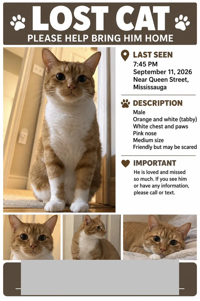 Lost Cat in Streetsville