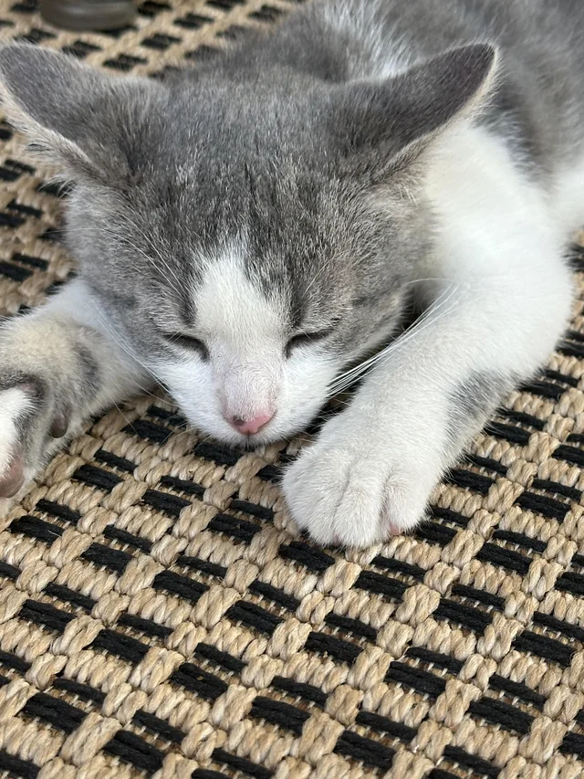 Lost Cat in Stuart And Constitution