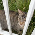 Found Cat in Culliton Park
