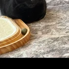 Lost Cat in Ann Arbor