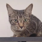 Found Cat in Raleigh