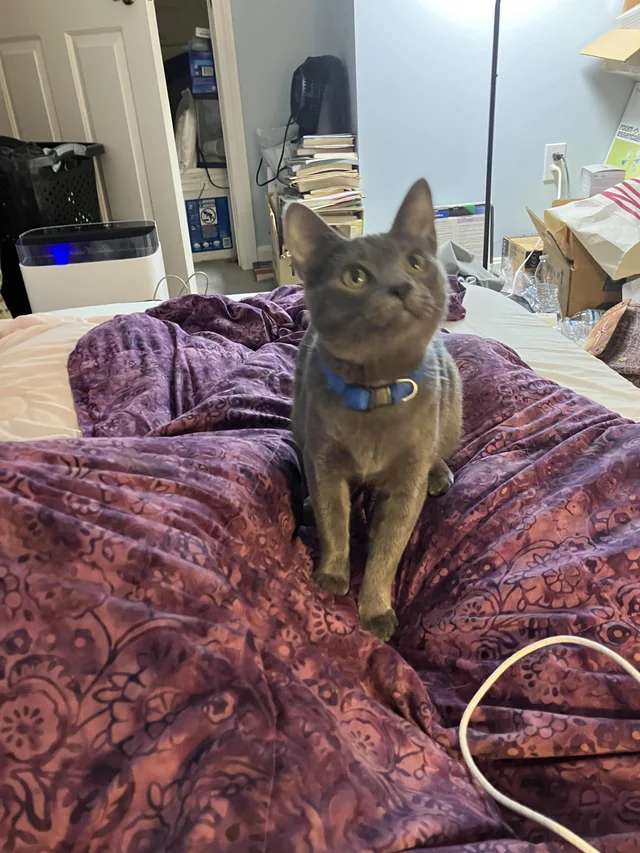 Lost Cat in Dover