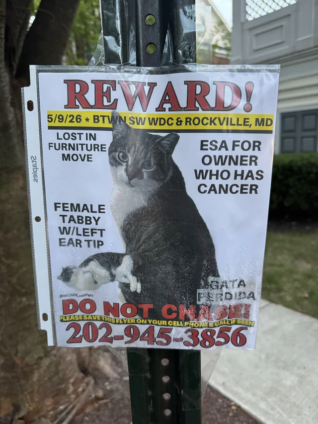 Lost Cat in Washington