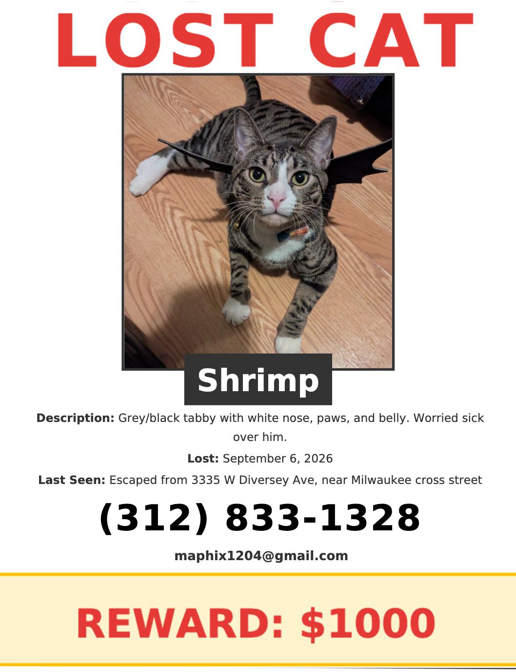 Lost Cat in Logan Square