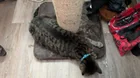 Lost Cat in Milwaukee