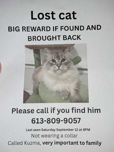 Lost cat