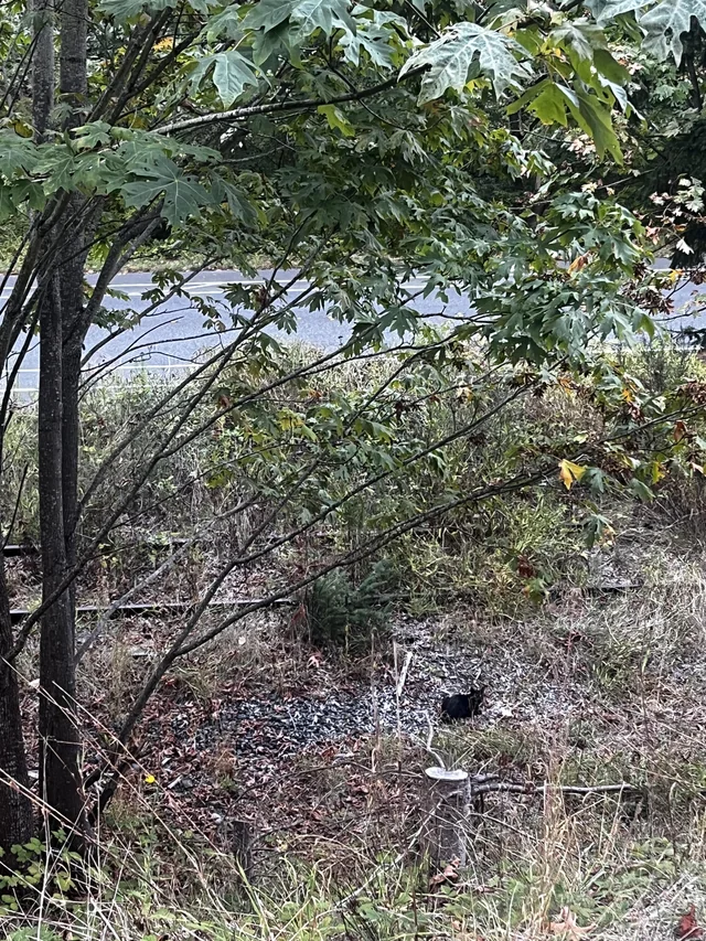 Found cat