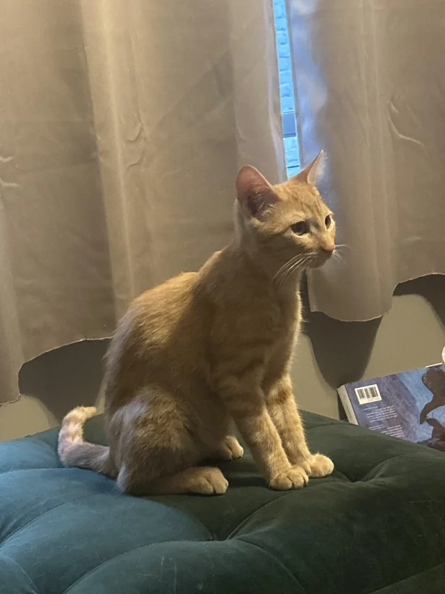 Lost Cat in Lower West Side