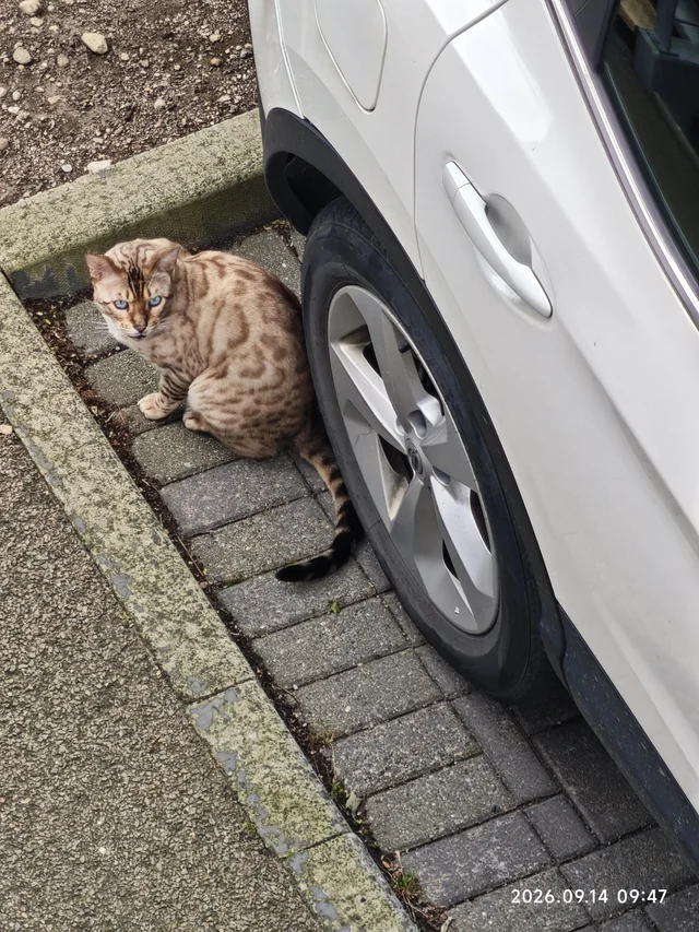 Found cat