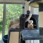 Lost Cat in Ann Arbor