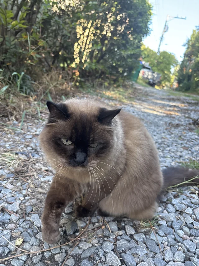 Found Cat in Richmond