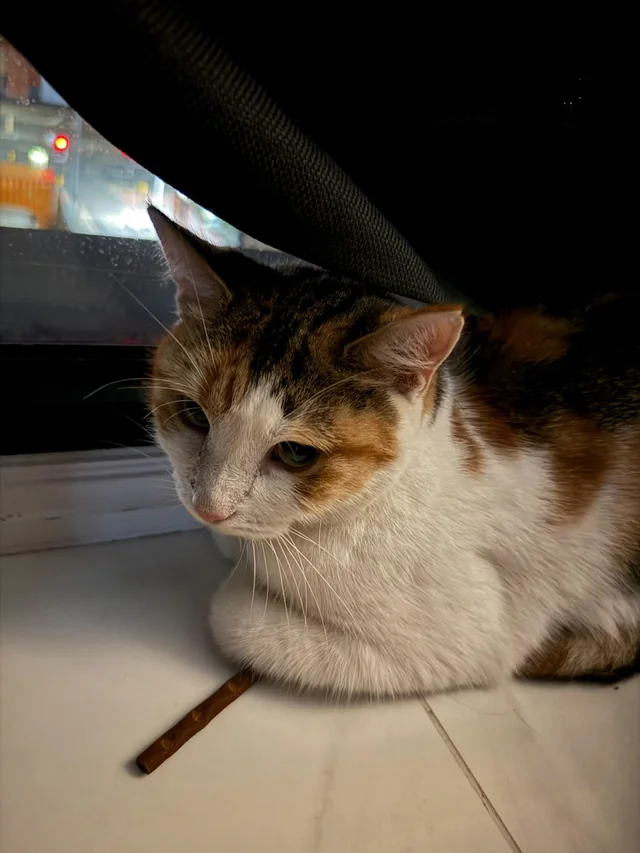 Found cat