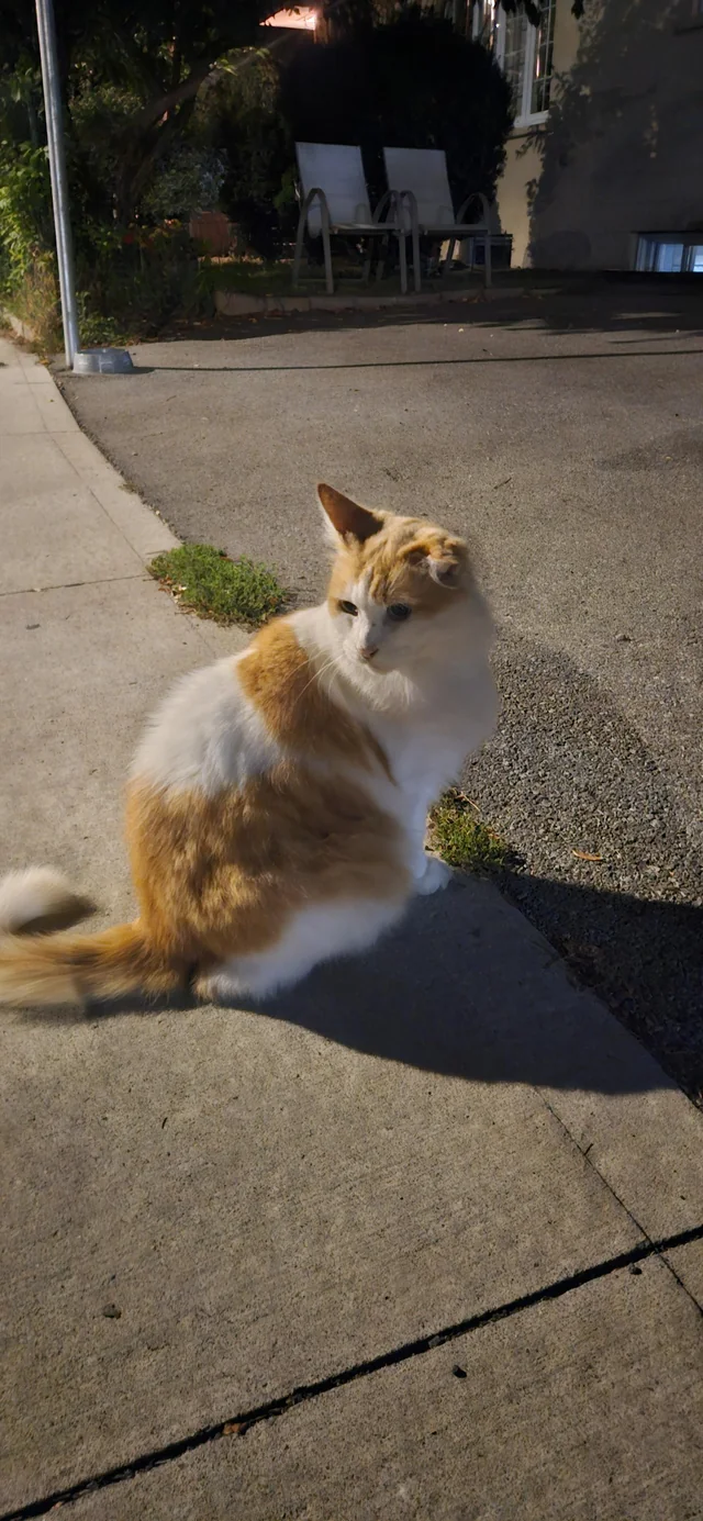 Found cat
