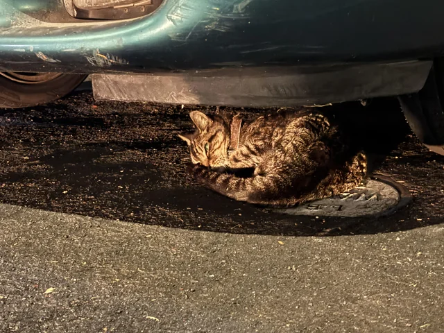 Found cat
