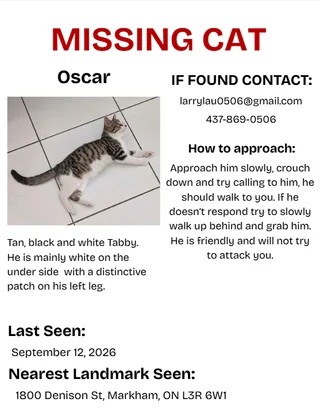 Lost cat