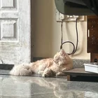 Found Cat in Bangalore