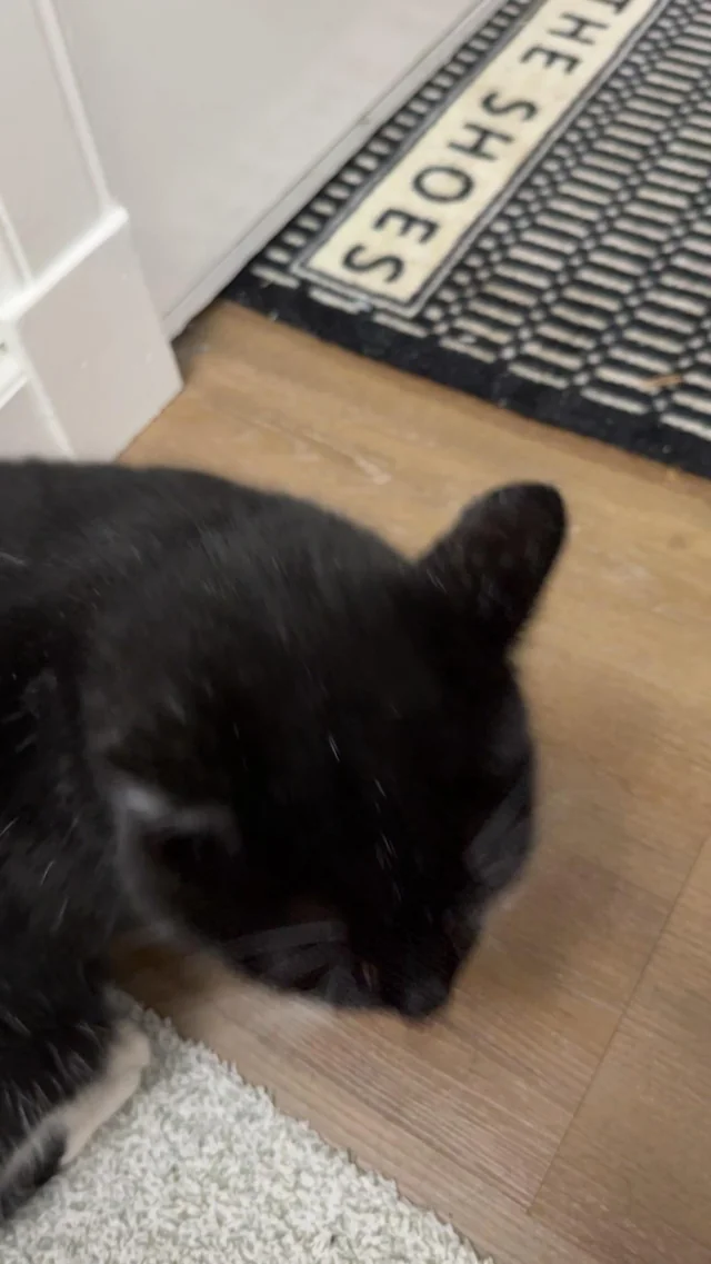 Found cat