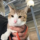 Lost Cat in Astoria