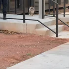Found cat