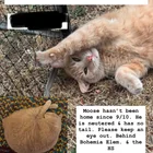 Lost Cat in Cottage Grove