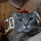 Lost Cat in Spring Valley