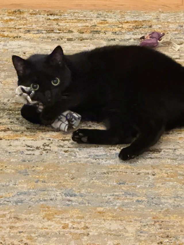 Lost Cat in University Of Victoria