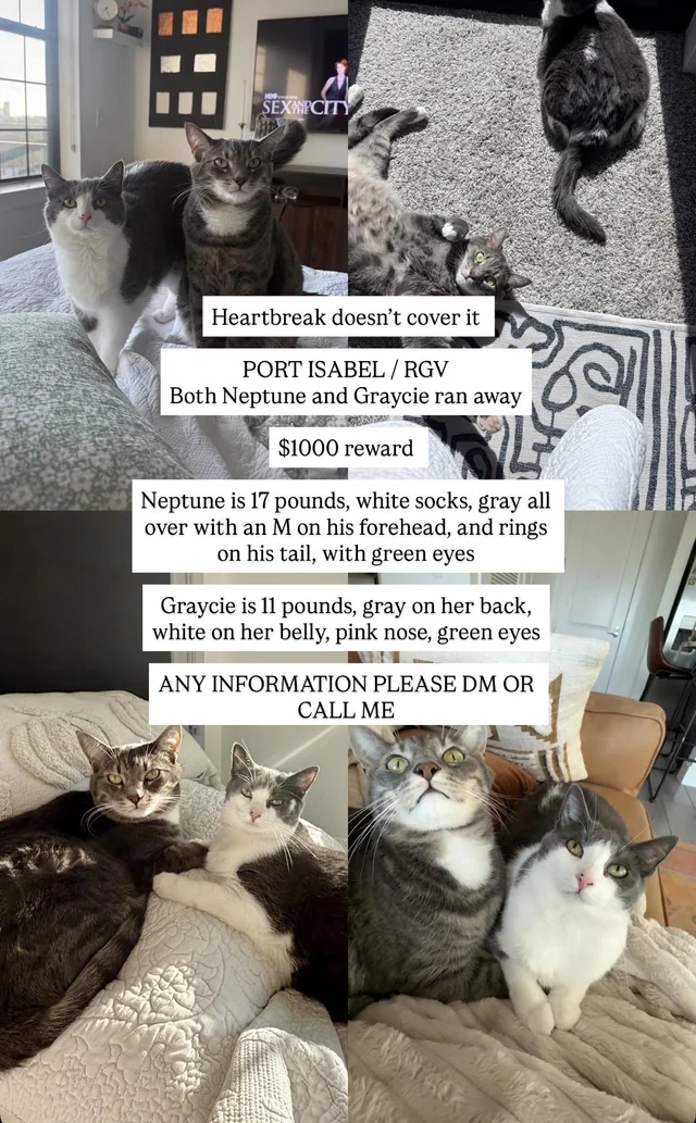Lost Cat in Port Isabel