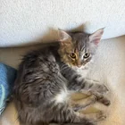 Lost Cat in Laguna Niguel