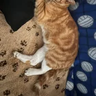 Lost Cat in Salem